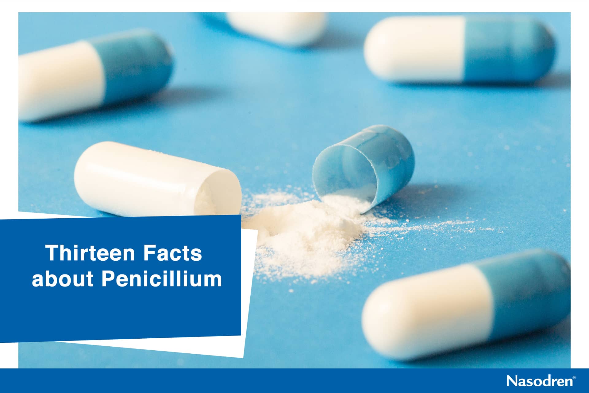 Penicillium: Thirteen facts about the source of modern antibiotic | Nasodren