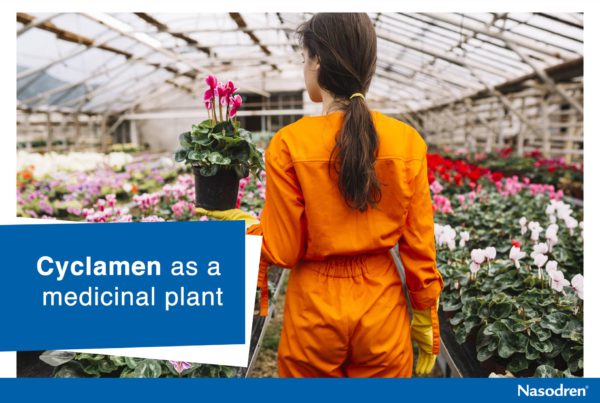 cyclament as a medicinal plant for sinusitis